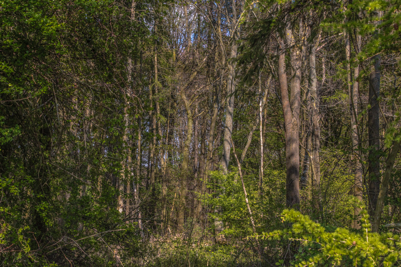 Wald im Frühjahr 