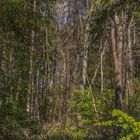 Wald im Frühjahr 