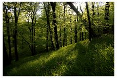 Wald im Frühjahr II