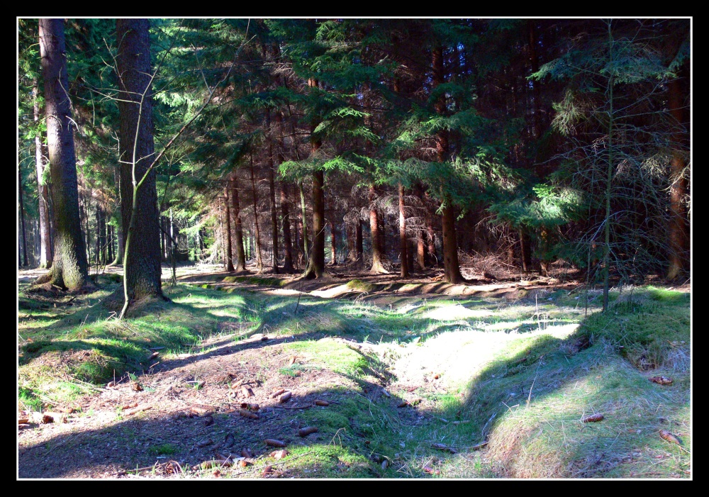 Wald im Frühling (1)