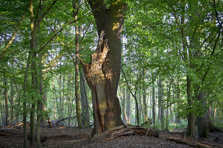 Wald im Frühling