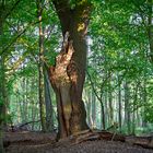 Wald im Frühling