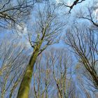 Wald im Frühling