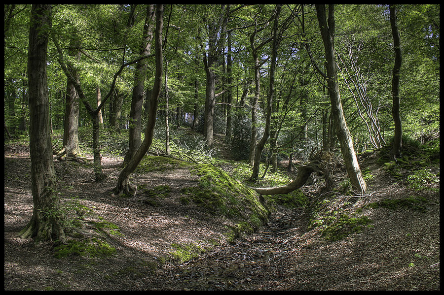 Wald im Frühling