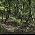 Wald im Frühling