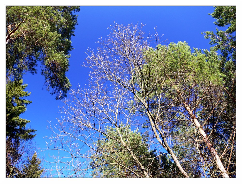 Wald im Frühling (2)