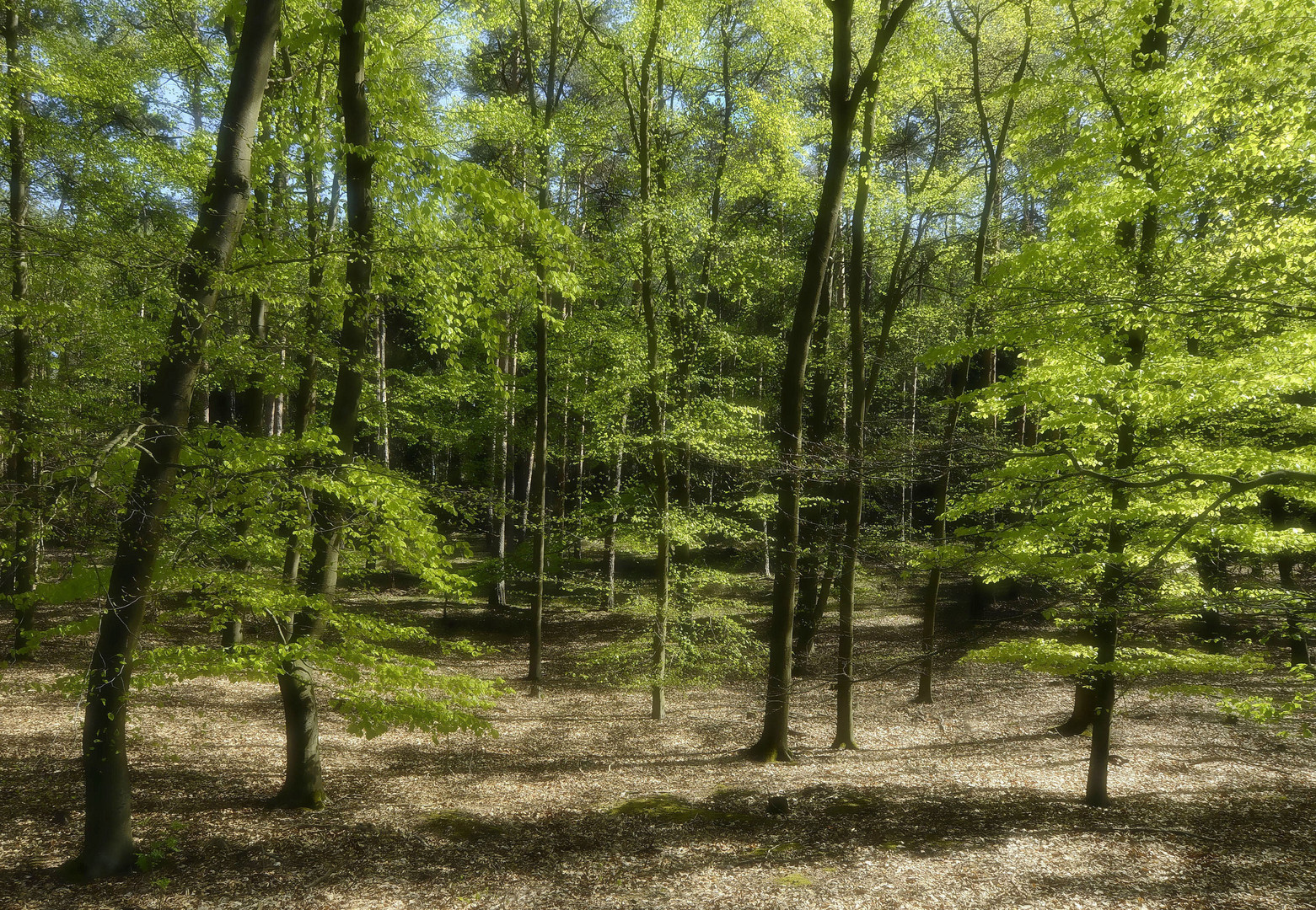 °Wald im Frühling°