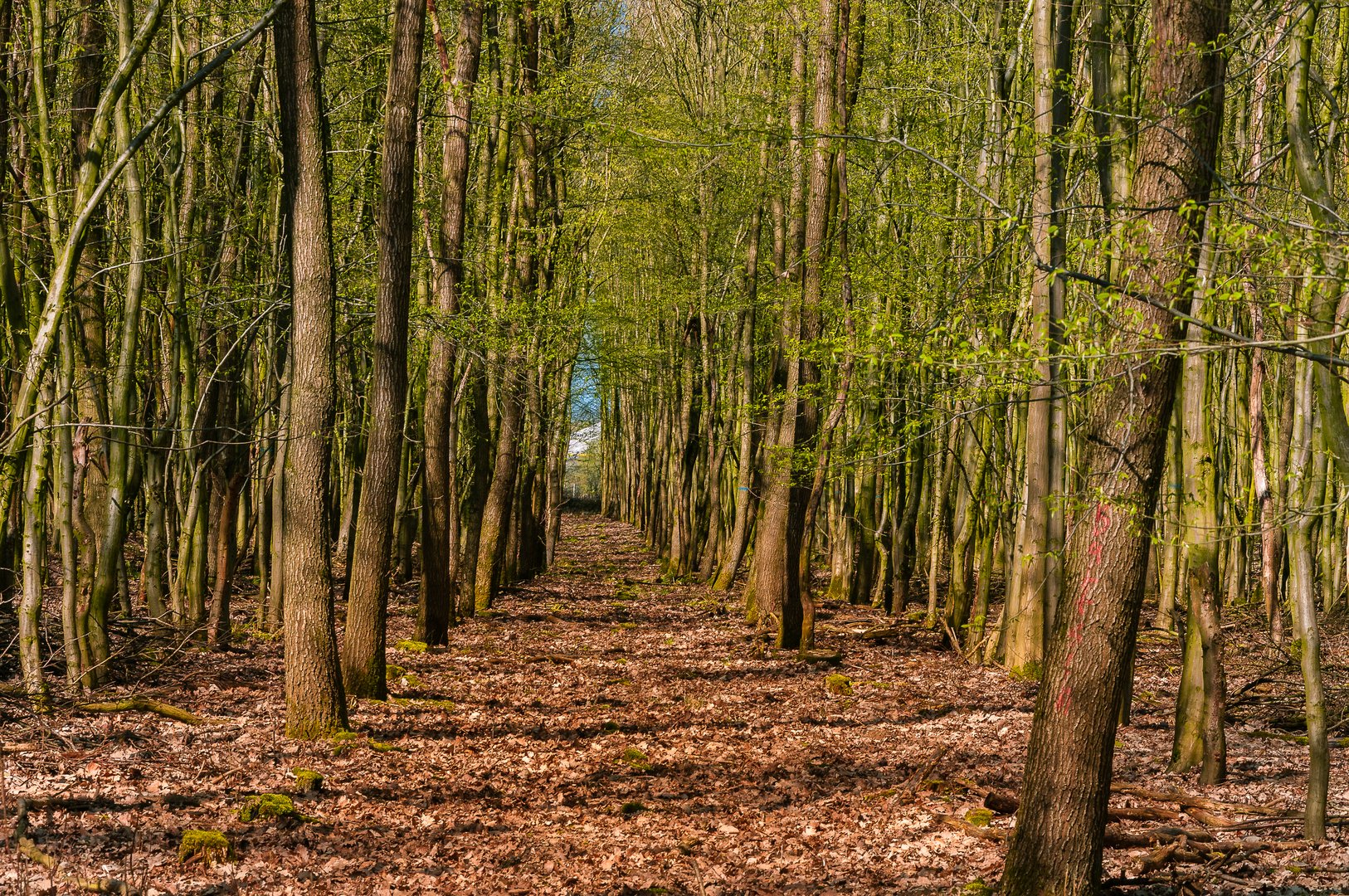 Wald im Frühling