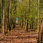 Wald im Frühling