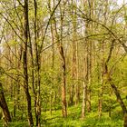 Wald im Frühling