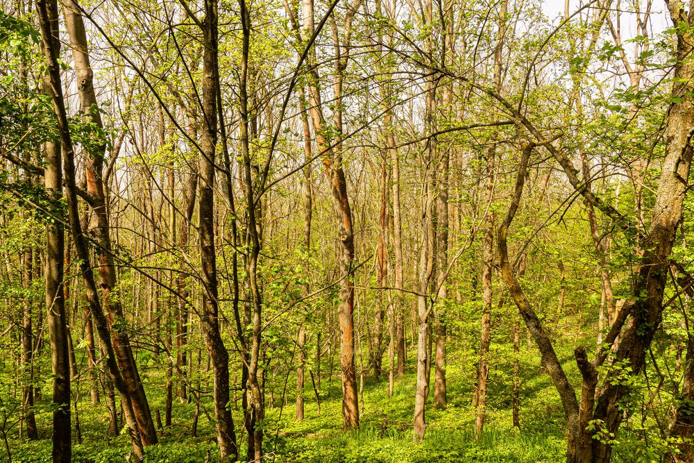 Wald im Frühling