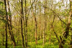 Wald im Frühling