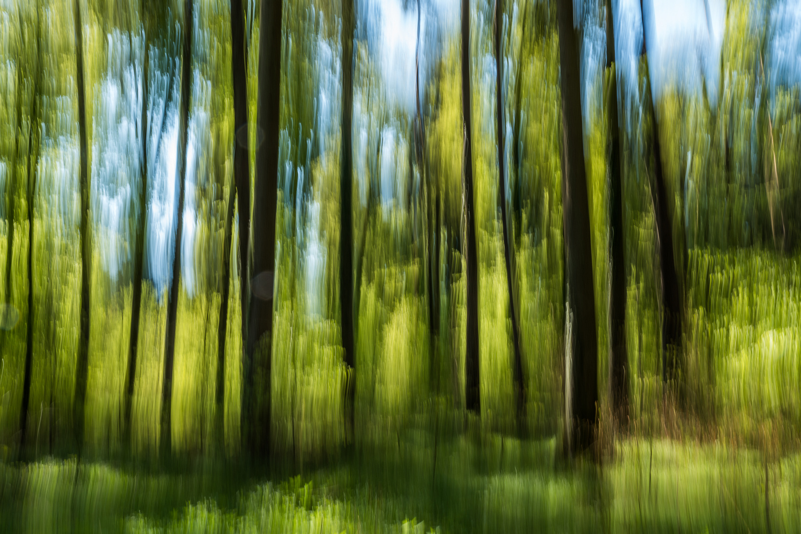 Wald im Frühling 