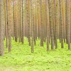 Wald im Frühling