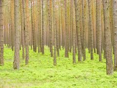 Wald im Frühling