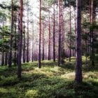 Wald im Frühling