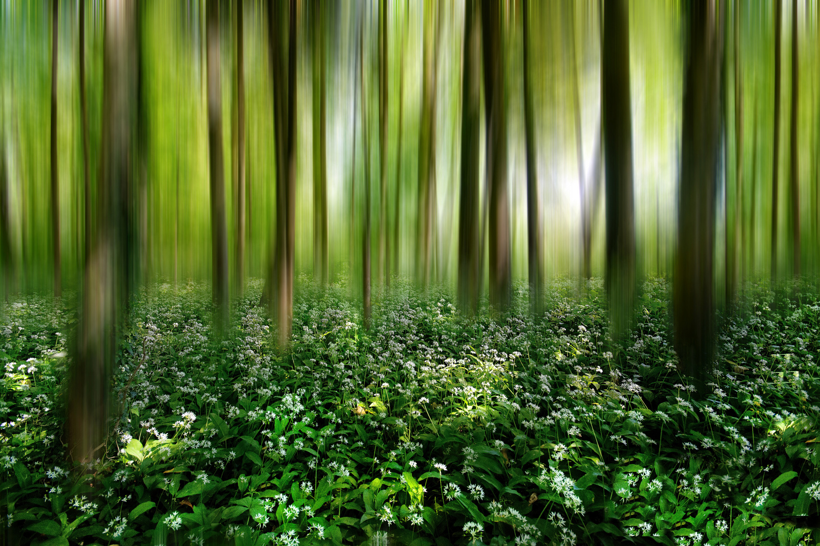 Wald im Frühling 