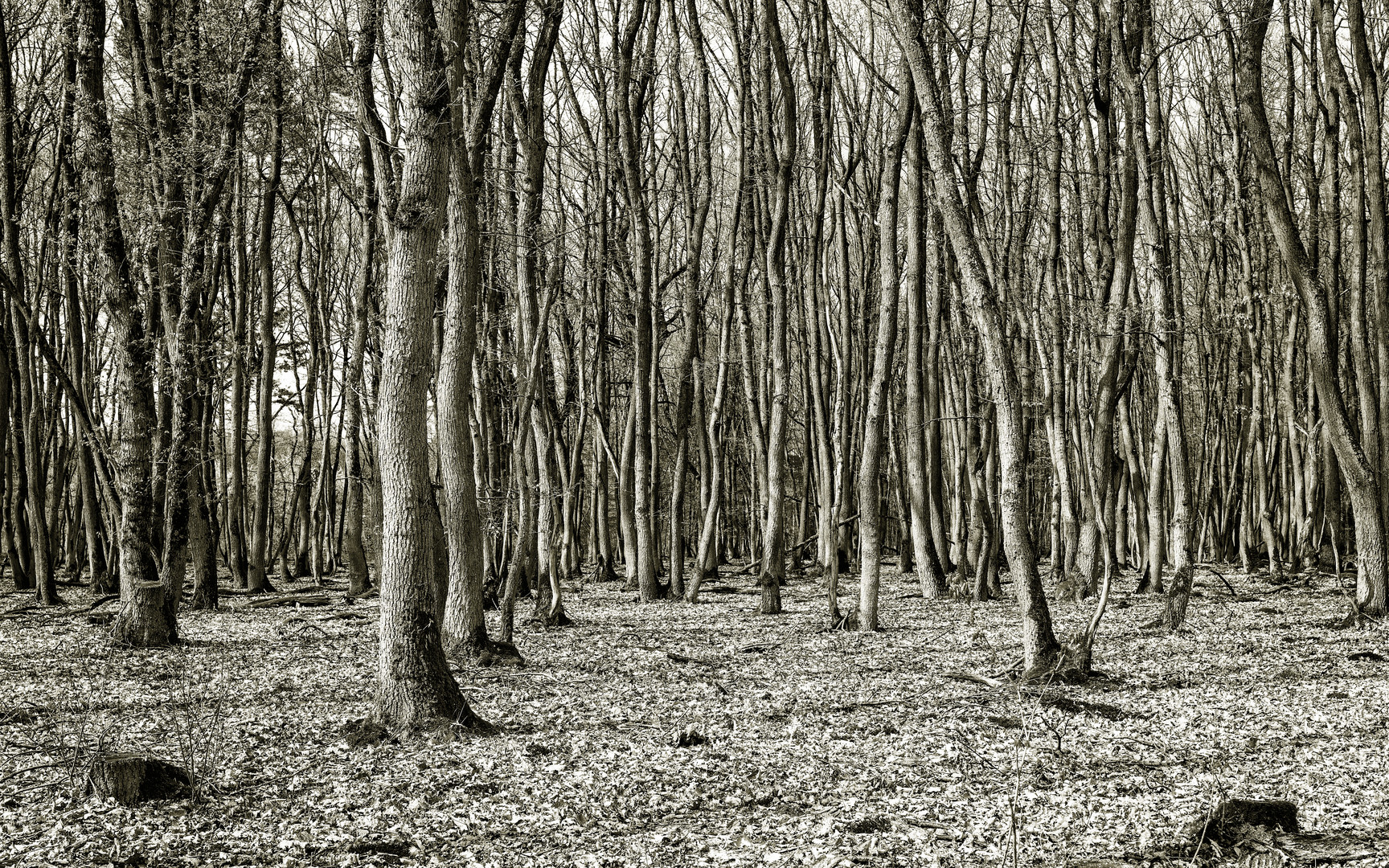 Wald im Frühling - sepia