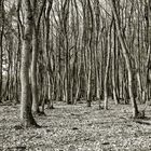 Wald im Frühling - sepia