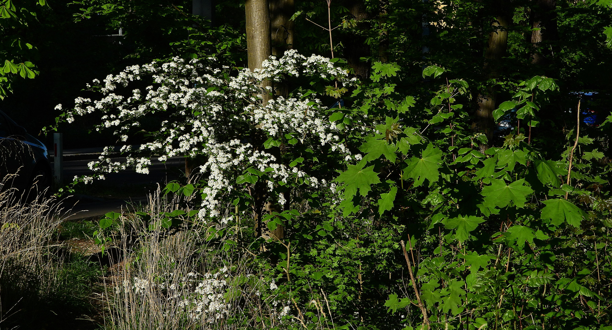 Wald im Frühling Wilhelminenberg
