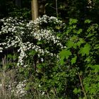 Wald im Frühling Wilhelminenberg