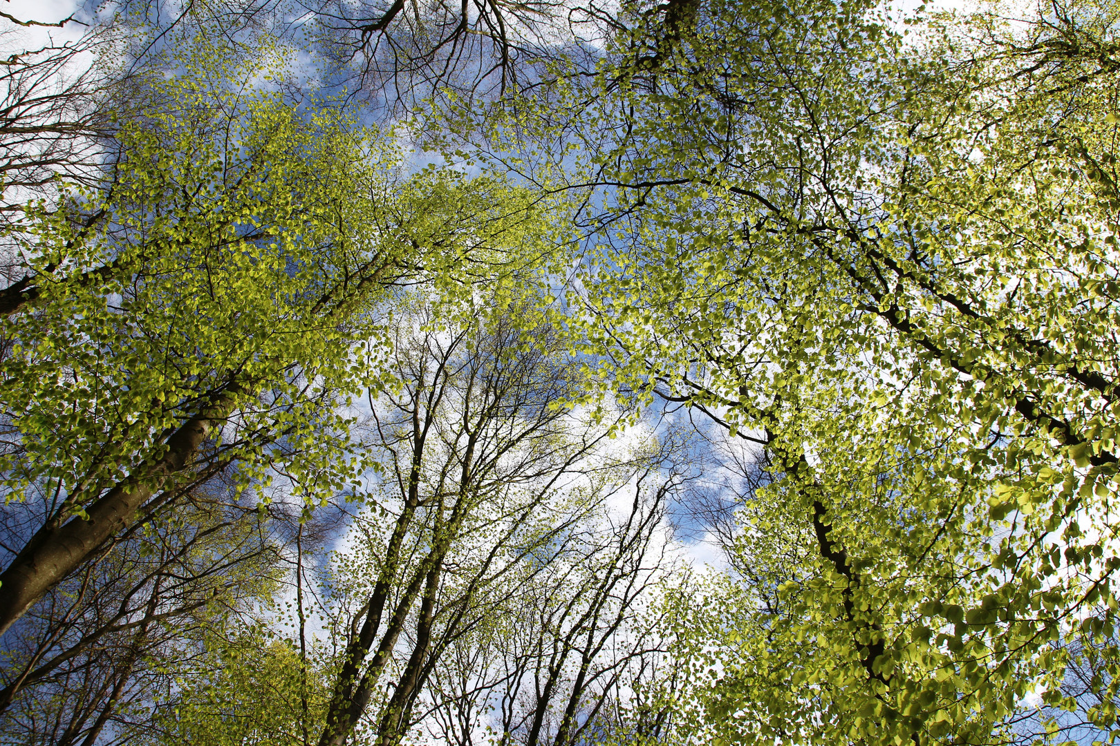 Wald im Frühling_1