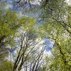 Wald im Frühling_1