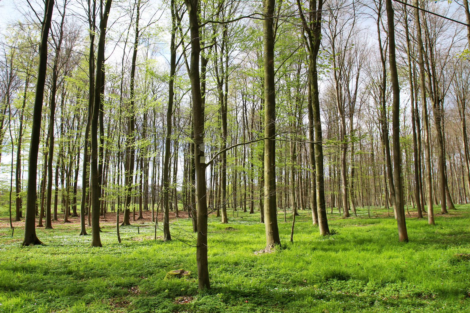 Wald im Frühling_2