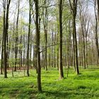 Wald im Frühling_2