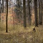 Wald im Frühlingslicht