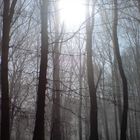 wald im frühnebel