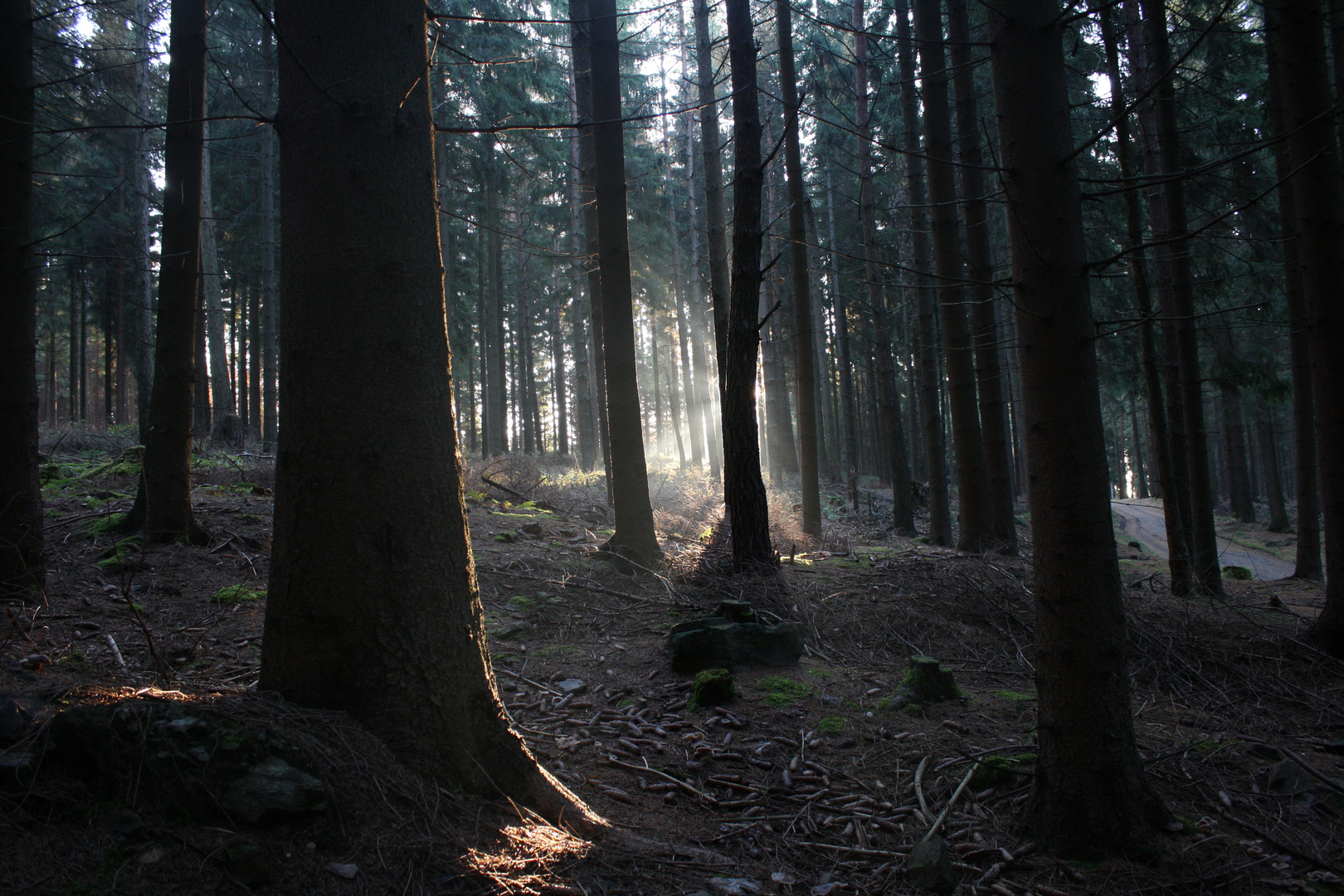 Wald im Gegenlicht