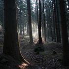 Wald im Gegenlicht