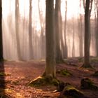 Wald im Gegenlicht