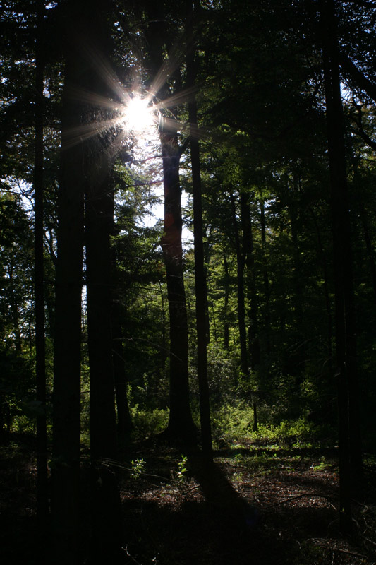 Wald im Gegenlicht