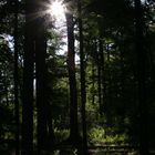 Wald im Gegenlicht