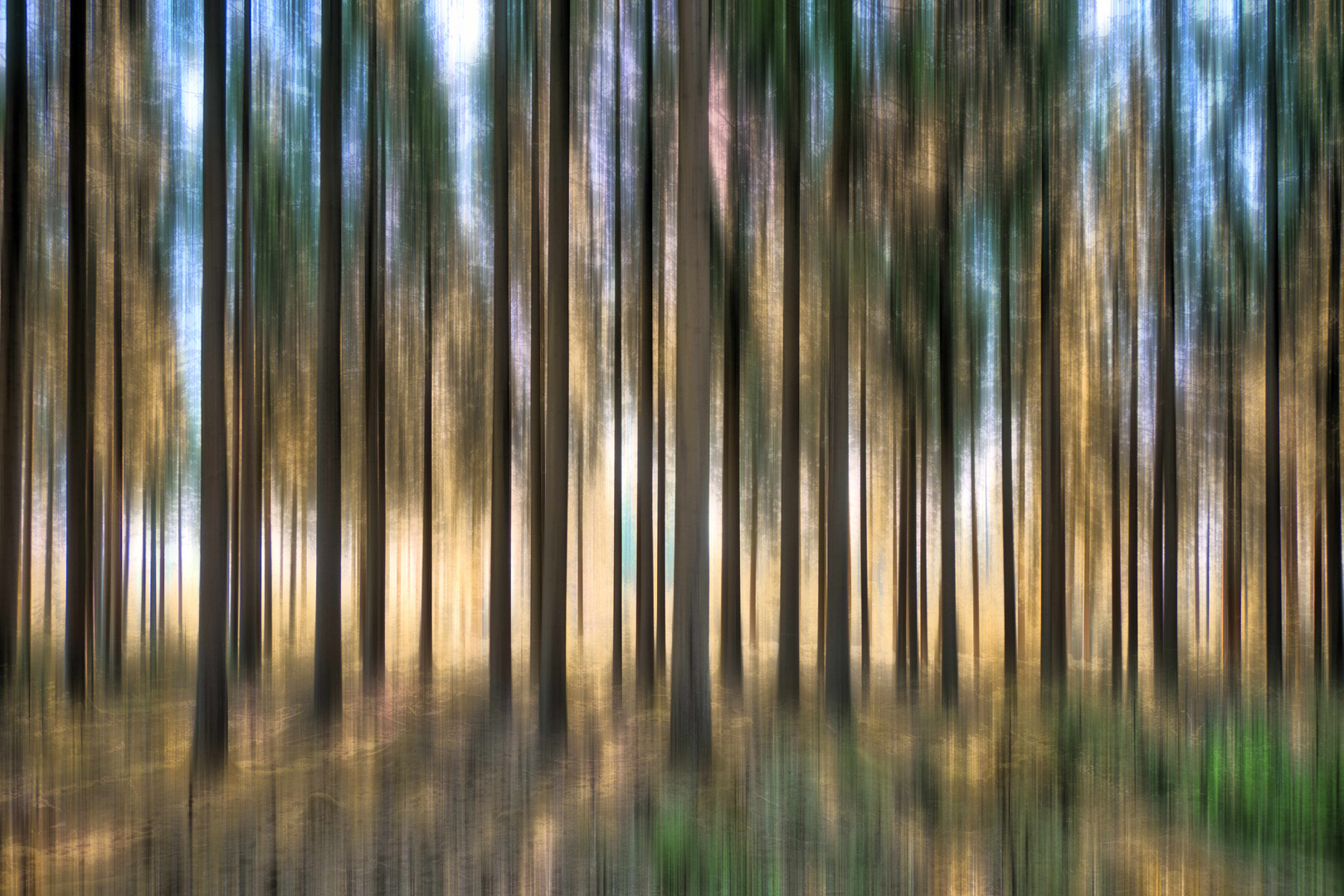 Wald im Gegenlicht