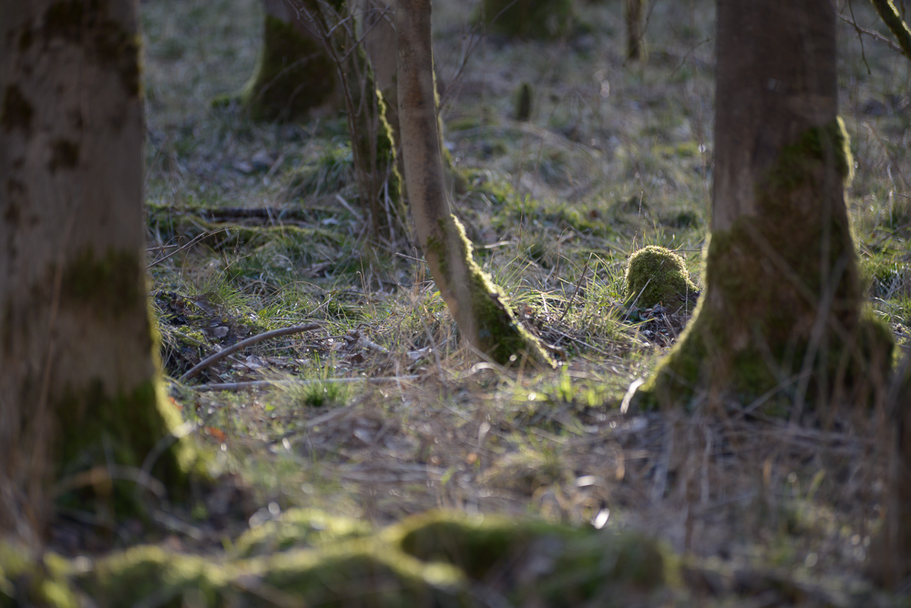 Wald im Gegenlicht