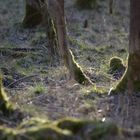 Wald im Gegenlicht