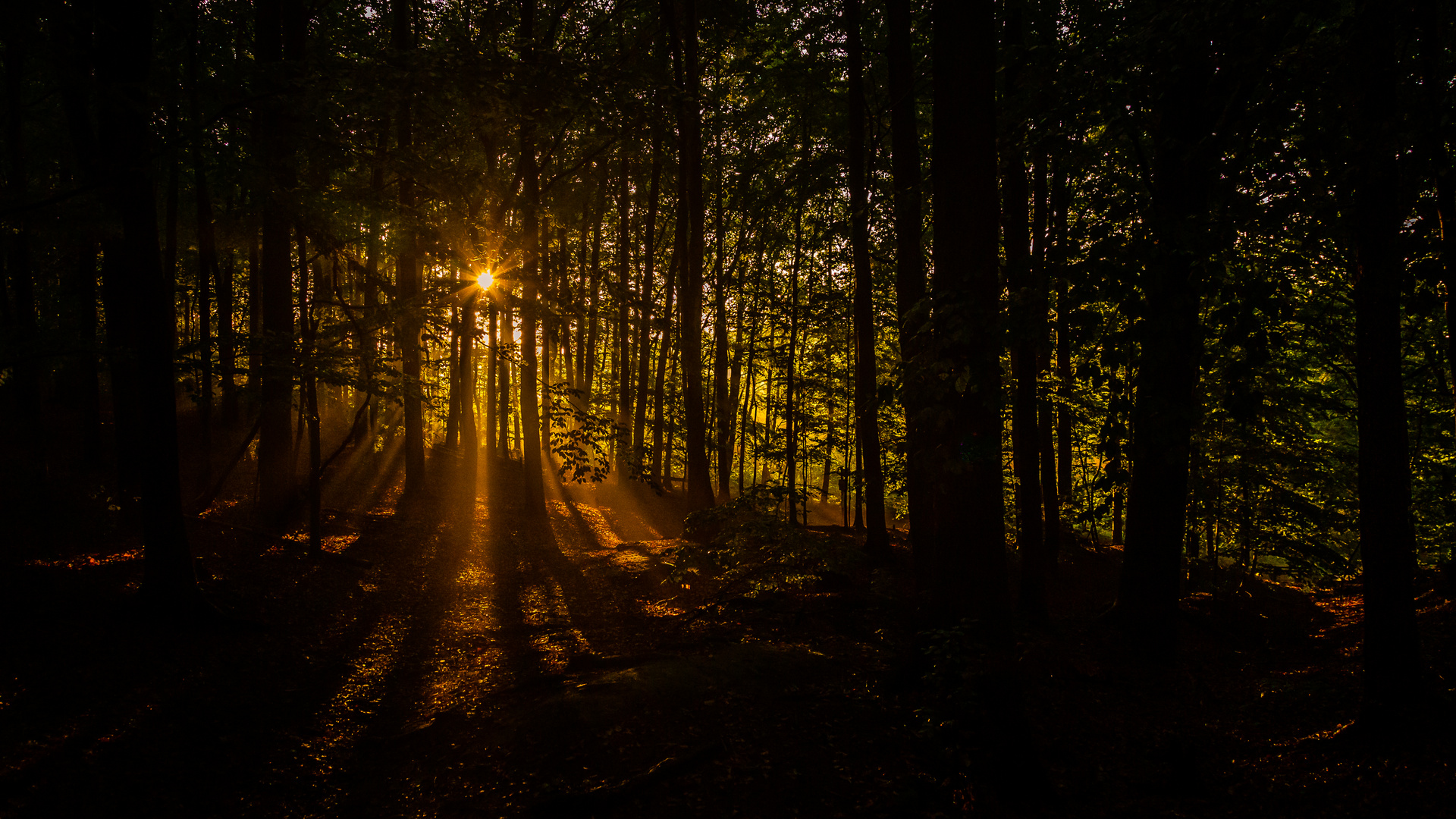 Wald im Gegenlicht