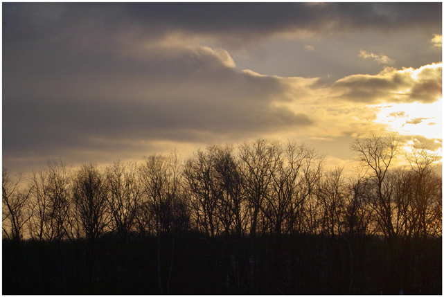 Wald im Gegenlicht