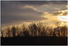 Wald im Gegenlicht