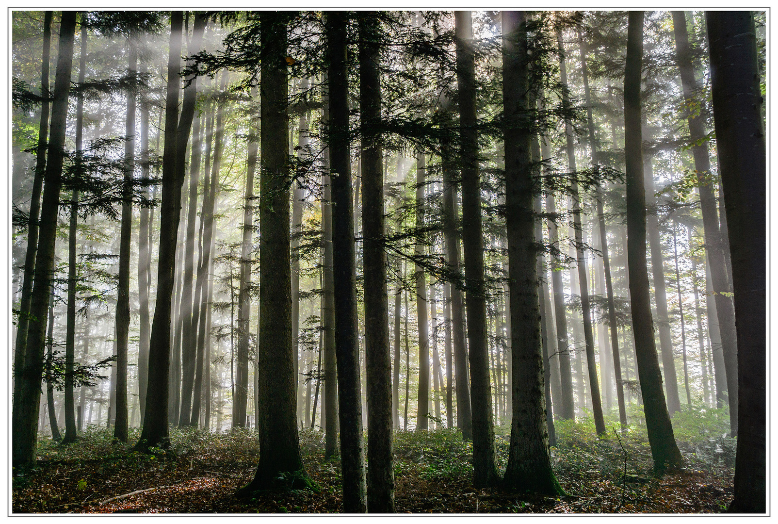 Wald im Gegenlicht