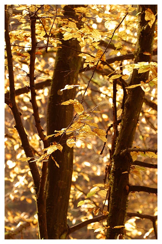 wald im gegenlicht