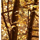 wald im gegenlicht