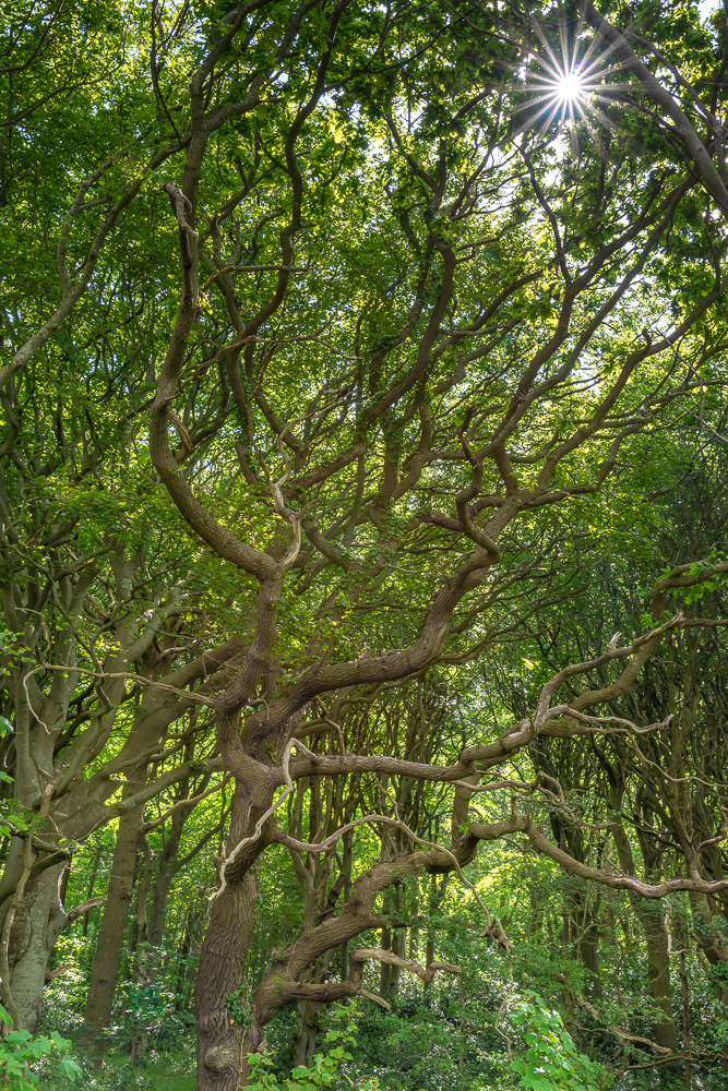 Wald im Geltinger Birk