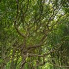 Wald im Geltinger Birk