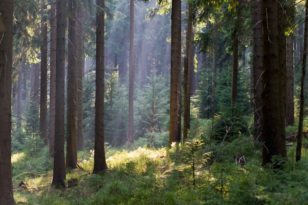 Wald im Harz