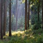 Wald im Harz