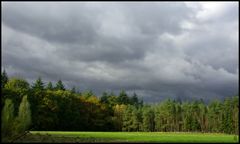 Wald im Herbst